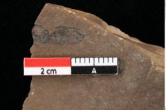 Foto (Detailansicht) von Glyptostrobus europaeus Brongniart (NHMW-GEO-2024-0188-0169)